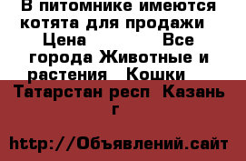 В питомнике имеются котята для продажи › Цена ­ 30 000 - Все города Животные и растения » Кошки   . Татарстан респ.,Казань г.
